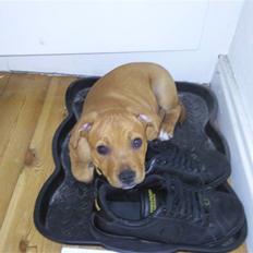 Staffordshire bull terrier Angelic Staff Homie