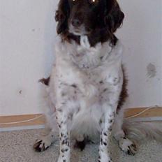 Kleiner münsterländer Thor  "Himmelhund"