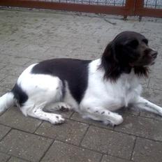 Kleiner münsterländer Ziva "Himmelhund"