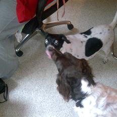 Dansk svensk gaardhund Nala "Himmelhund"