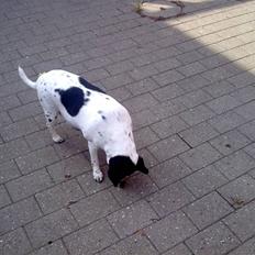 Dansk svensk gaardhund Nala "Himmelhund"