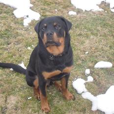 Rottweiler Bjørn Junior