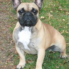 Fransk bulldog Flash Von 