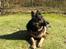 Blanding af racer Samson RIP