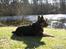 Blanding af racer Samson RIP