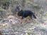 Blanding af racer Samson RIP
