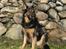 Blanding af racer Samson RIP