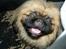 Pekingeser Dengse Ming Blach