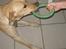 Labrador retriever Nordan's Smilla
