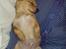 Blanding af racer Peanut   RIP. - ... og sove