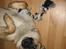 Schæferhund Frida <3 R.I.P. oktober 2012 <3 - Smil:)