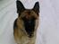 Schæferhund Frida <3 R.I.P. oktober 2012 <3 - Det er jo bare perfekt det her!!!