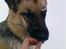 Schæferhund Frida <3 R.I.P. oktober 2012 <3 - Jaja, skal nok tage imod godbidden meget stille og rooligt...