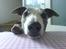 Whippet Newkins Killian "Bobby"