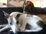 Whippet Newkins Killian "Bobby"