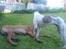 Whippet Newkins Killian "Bobby"