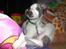 Whippet Newkins Killian "Bobby"