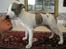 Whippet Newkins Killian "Bobby"