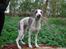 Whippet Newkins Killian "Bobby"