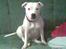 Staffordshire bull terrier ruth