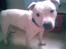 Staffordshire bull terrier ruth