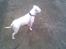 Staffordshire bull terrier ruth