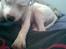 Staffordshire bull terrier ruth