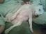 Staffordshire bull terrier ruth