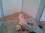 Staffordshire bull terrier ruth