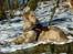 Golden retriever Melba - dejlig med sne