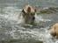 Golden retriever Melba - Jubii elsker vand 