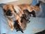 Pekingeser Molly R.I.P - Molly er stolt - Her med sine hvalpe på 7 dage
