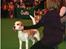 Beagle Gambey - På Crufts marts 2009. Han blev ikke placeret, men pillet ud som en af de 8 bedste i Open class (20 deltagere) 