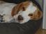 Beagle Gambey - Godnat og sov godt :-)