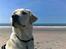 Labrador retriever Sascha *RIP*