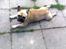 Fransk bulldog Gizmo