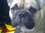 Fransk bulldog Gizmo
