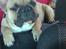 Fransk bulldog Gizmo