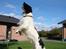 Engelsk springer spaniel Cato - Hunden der er for sej:)