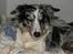 Border collie All Star Choice