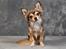 Chihuahua Cody - 1 år 7 mdr: tosafoto i Petworld