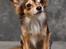 Chihuahua Cody - 1 år 7 mdr: tosafoto i Petworld