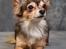 Chihuahua Cody - 1 år 7 mdr: tosafoto i Petworld