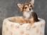 Chihuahua Cody - 1 år 7 mdr: tosafoto i Petworld