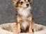 Chihuahua Cody - 1 år 7 mdr: tosafoto i Petworld