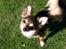Chihuahua Cody - 10 mdr: tutteluuuuee ;-)