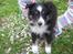 Shetland sheepdog Joey  - Velkommen til Joeys profil ;)