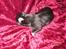 Shetland sheepdog Joey  - Det han kun var 3 uger :i
