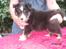 Shetland sheepdog Joey  - Han ser lidt tumpet ud, jeg ved det ;)