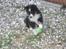 Shetland sheepdog Joey  - I hundegården :)